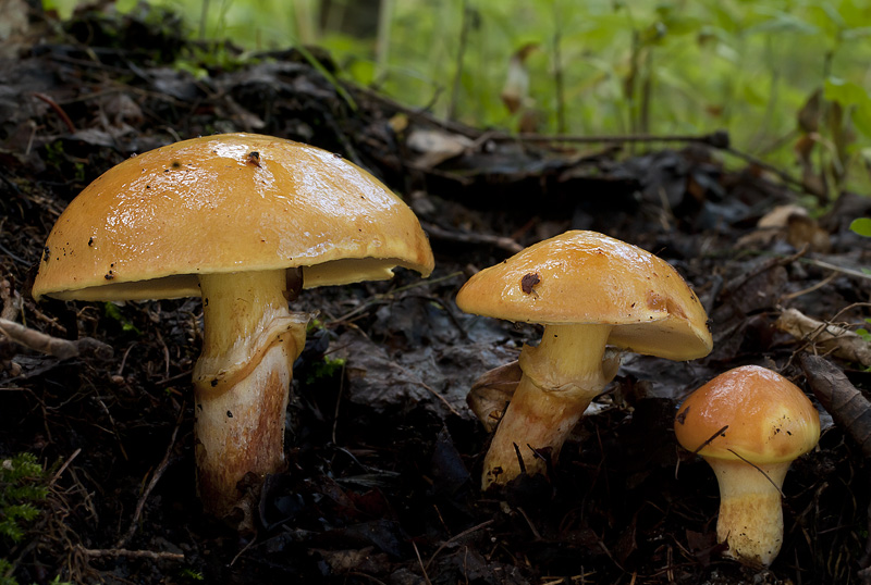 Suillus grevillei